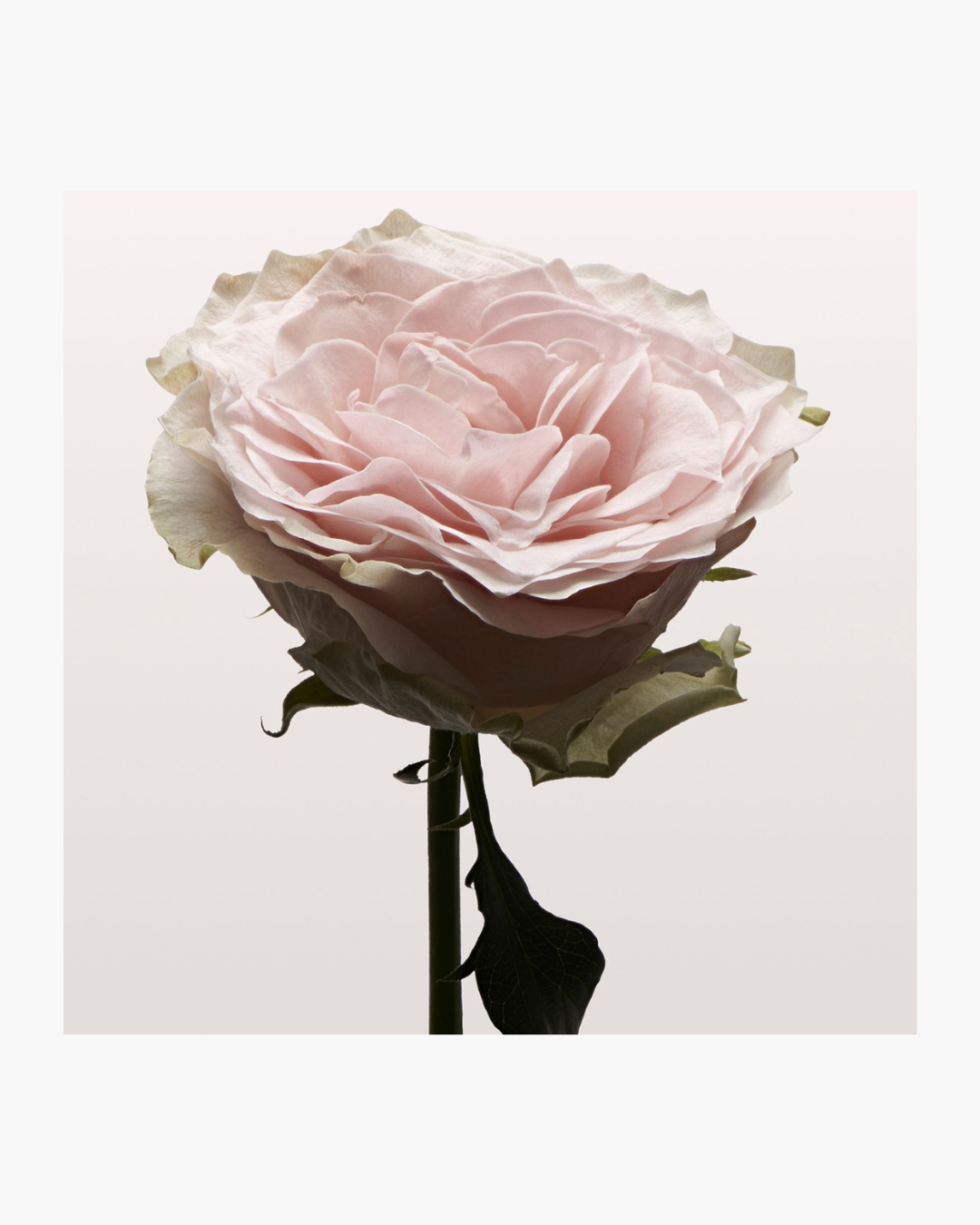 Nonfiction Rose Pale Hair Serum Mist 100ml